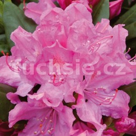 Pěnišník Roseum Elegans - Rhododendron Roseum Elegans