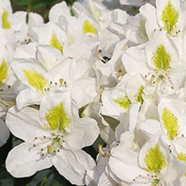 Pnink Madame Masson - Rhododendron Madame Masson