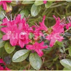 pnink japonsk Diamant Rot - Rhododendron japonicum Diamant Rot