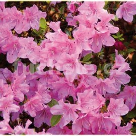 pnink japonsk Diamant Lachs - Rhododendron japonicum Diamant Lachs