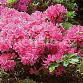 pnink japonsk Geisha Red - Rhododendron japonicum Geisha Red