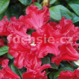 pnink japonsk Wildenstein - Rhododendron japonicum Wildenstein