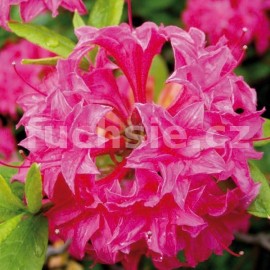 pnink - azalka Granada - Rhododendron obtusum Granada
