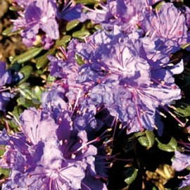 pnink - azalka Ledikanense - Rhododendron obtusum Ledikanense