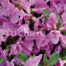 pnink japonsk Doubrava - Rhododendron japonicum Doubrava