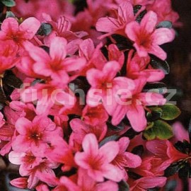 pěnišník japonský Silvester - Rhododendron japonicum Silvester