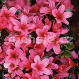 pnink japonsk Silvester - Rhododendron japonicum Silvester