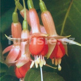 fuchsie Machu Picchu - Fuchsia Machu Picchu