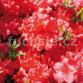 pnink japonsk Stewartstoniana - Rhododendron japonicum Stewartstoniana