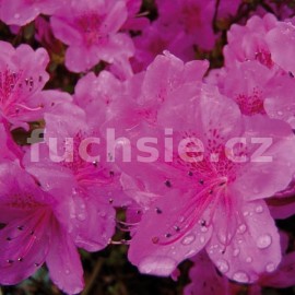 pnink japonsk Kningstein - Rhododendron japonicum Kningstein