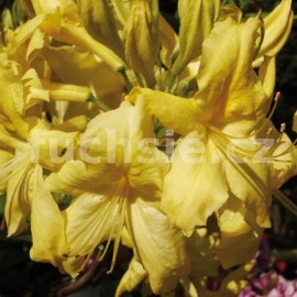 Pnink azalka - Knap Hill Anneke - Rhododendron - Azalea - Knap Hill Anneke