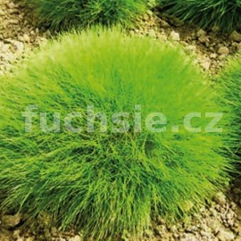 kostava popelav - Festuca glauca