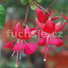 fuchsie Nettala - Fuchsia Nettala