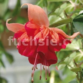 fuchsie Bicentenial - Fuchsia Bicentenial
