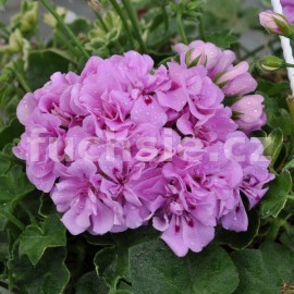 pelargonie Lilac - Pelargonium peltatum Lilac