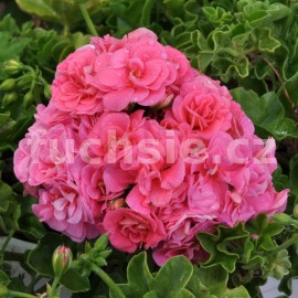 pelargonie Vicky Pacvicky - Pelargonium peltatum Vicky Pacvicky
