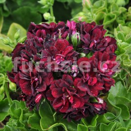 pelargonie Tommy - Pelargonium peltatum Tommy
