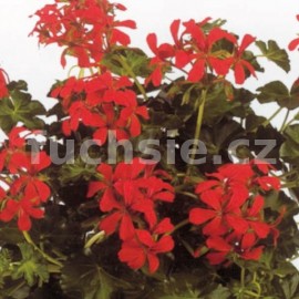 pelargonie Decora Rot - Pelargonium peltatum Decora Rot