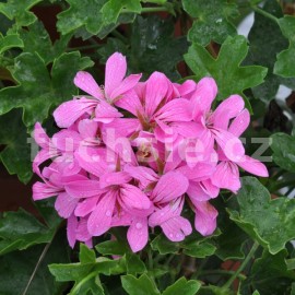 pelargonie Decora Lila - Pelargonium peltatum Decora Lila