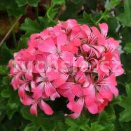 pelargonie Decora Bicolora - Pelargonium peltatum Decora Bicolora