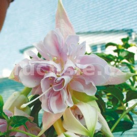 fuchsie Hollys Beauty - Fuchsia Hollys Beauty