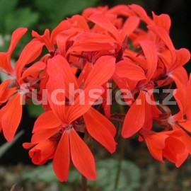 pelargonie Friesdorfd - Pelargonium Friesdorfd