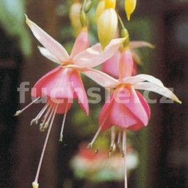 fuchsie Pink Temptatiion - Fuchsia Pink Temptatiion