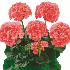 pelargonie pskat Bergpalais - Pelargonium zonale Bergpalais