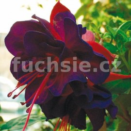 fuchsie Woodoo - Fuchsia Woodoo