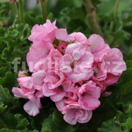 pelargonie Emily - Pelargonium Emily