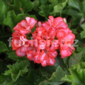 pelargonie pskat Fireworks Red White - Pelargonium zonale Fireworks Red White