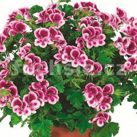 mukt stojat Angeleyes Randy - Pelargonium crispum Angeleyes Randy