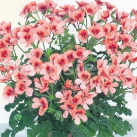mukt stojat Angeleyes Orange - Pelargonium crispum Angeleyes Orange