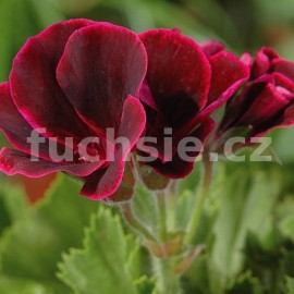 pelargonie - Pelargonium grandiflorum