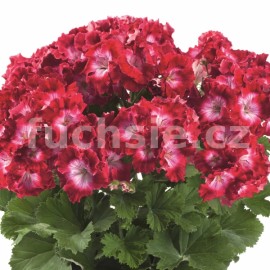 pelargonie Bermuda Dark Red - Pelargonium grandiflorum Bermuda Dark Red