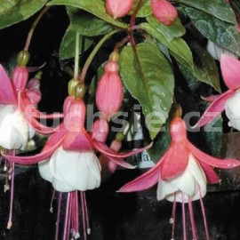 fuchsie Hanna - Fuchsia Hanna