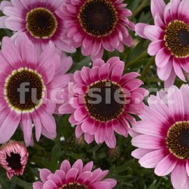 kopretinovec devnat Reflection Pink - Argyranthemum frutescens Reflection Pink