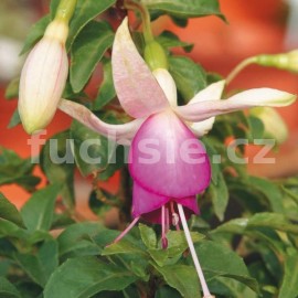 fuchsie Maringlow - Fuchsia Maringlow
