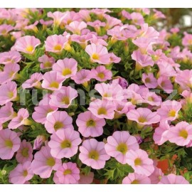 kalibrachoa - Calibrachoa