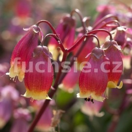 kolopejka Wendy - Kalanchoe Wendy