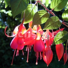 fuchsie Balkony Queen - Fuchsia Balkony Queen