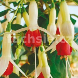 fuchsie Germanypearg - Fuchsia Germanypearg