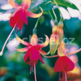 fuchsie Mayor Heaphy - Fuchsia Mayor Heaphy