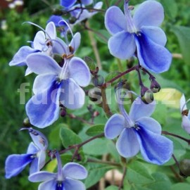 Rotheca myricoides