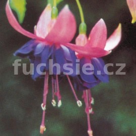 fuchsie Walz Blauwkous - Fuchsia Walz Blauwkous