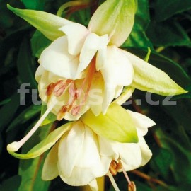 fuchsie White Fairy - Fuchsia White Fairy