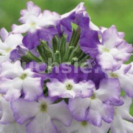 spor - Verbena