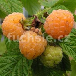 ostružiník maliník Apricot - Rubus idaeus Apricot