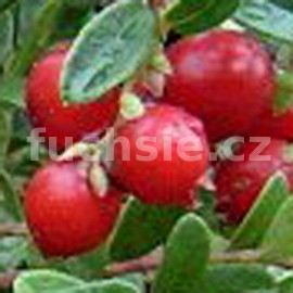 brusinka obecná - Vaccinium vitis-idaea