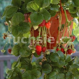 jahodnk pevisl - Fragaria pevisl